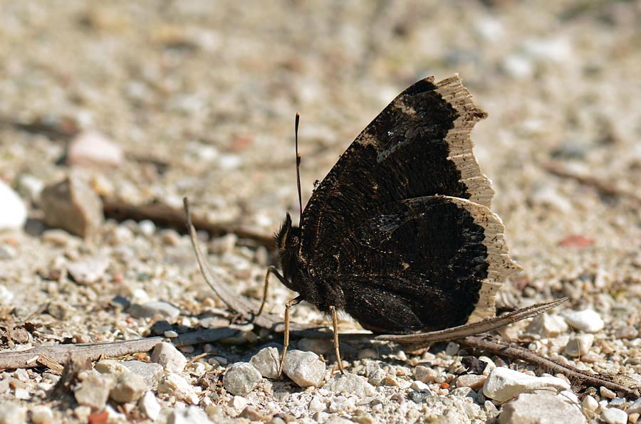 E'' gi arrivata Nymphalis antiopa